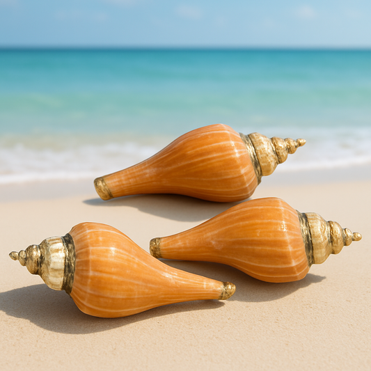 Conch